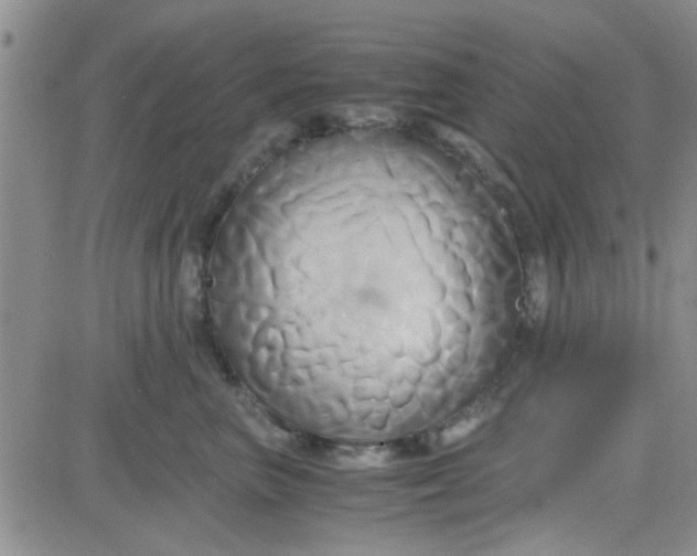 X0000084010667200703022033