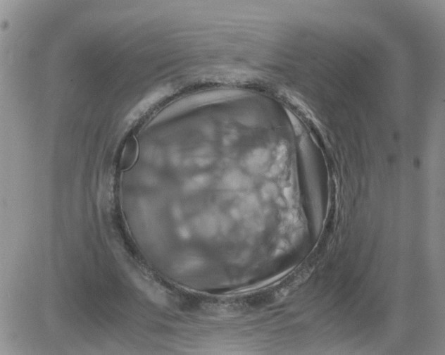 X0000084010679200703022032