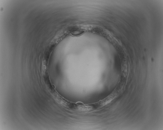 X0000084010707200703022031