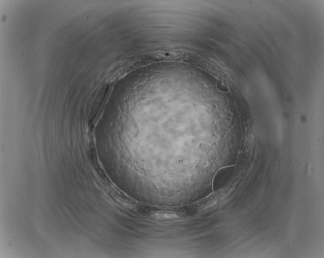 X0000084010749200703022031