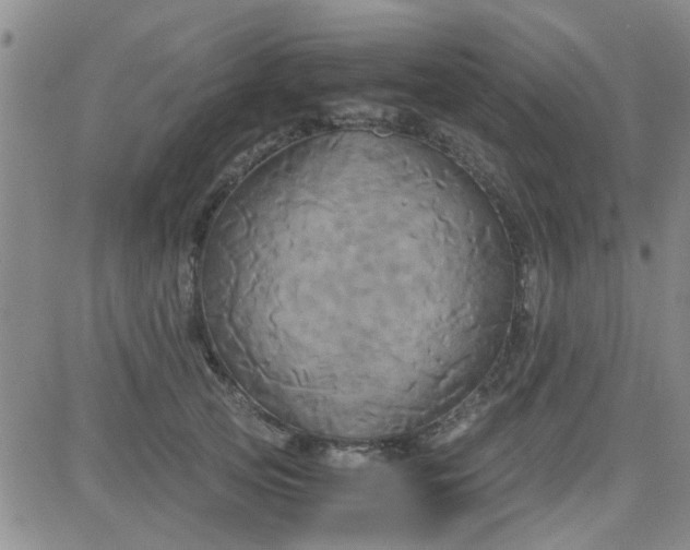 X0000084010753200703022031