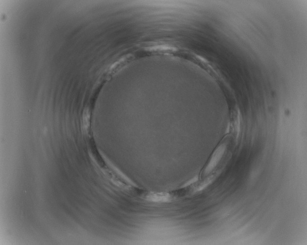 X0000084010767200703022031