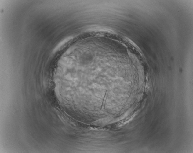 X0000084010775200703022030