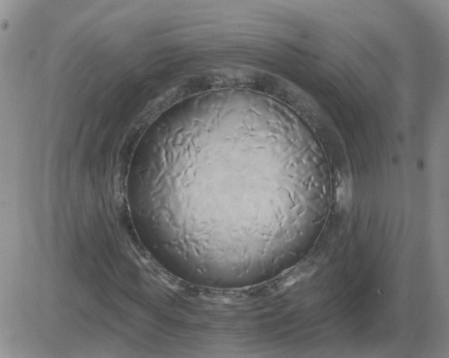 X0000084010819200703022029