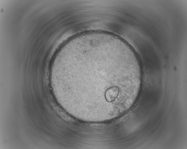 X0000084010832200703022029