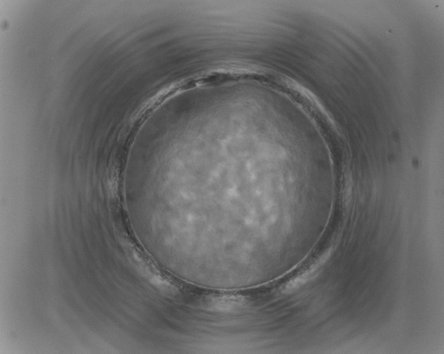 X0000084010833200703022029