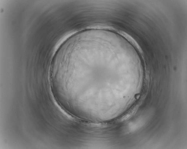 X0000084010855200703022029