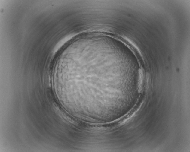 X0000084010925200703022027