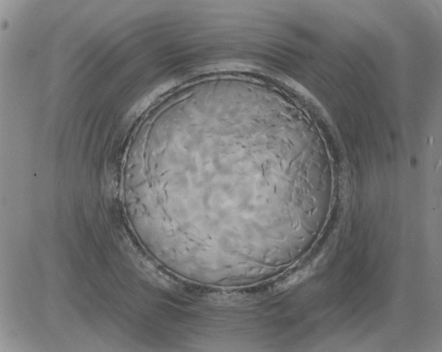 X0000084010929200703022027