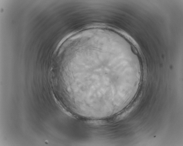 X0000084010953200703022028