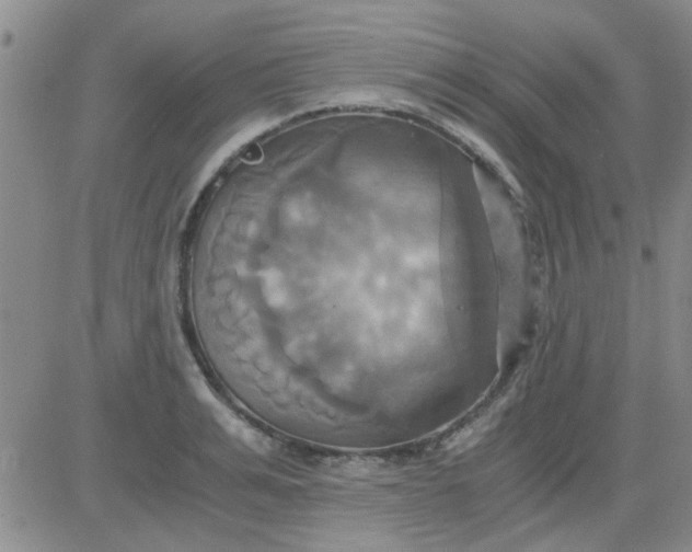 X0000084010991200703022026