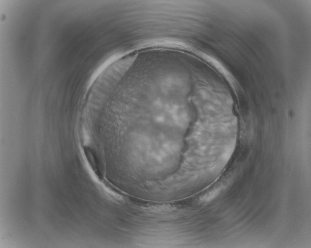 X0000084010999200703022026