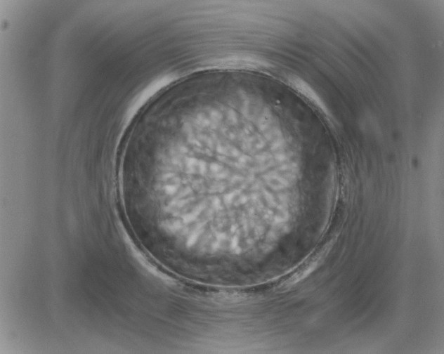 X0000084011087200703022025