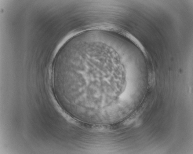 X0000084011099200703022025