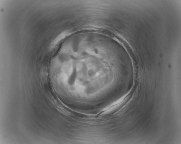 X0000084011355200703022020