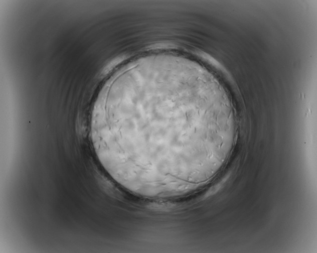 X0000084010929200703091924