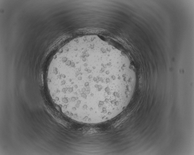 X0000084010254200703161721