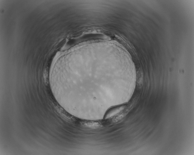 X0000084010669200703161715