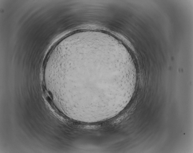 X0000084010839200703161712