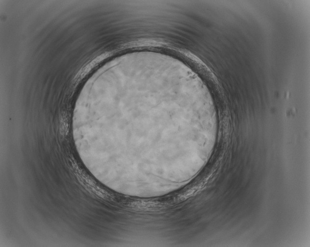 X0000084010929200703161710