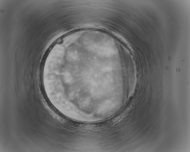 X0000084010991200703161709