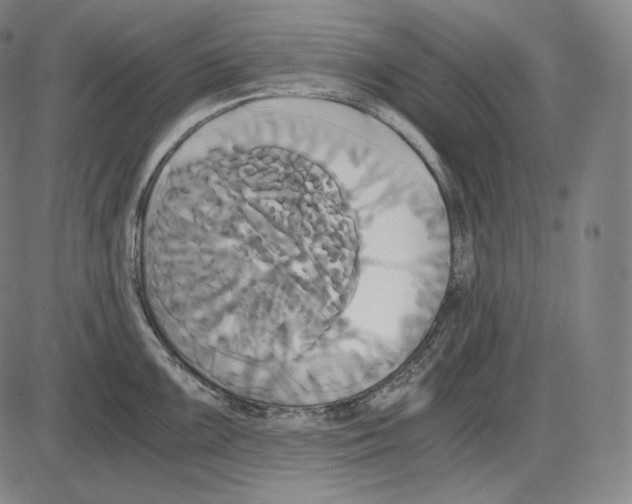 X0000084011099200703161707