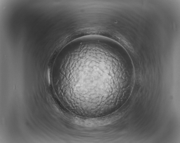 X0000084020022200702161239