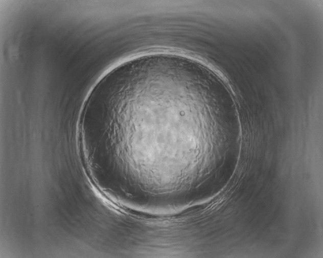 X0000084021535200702161214