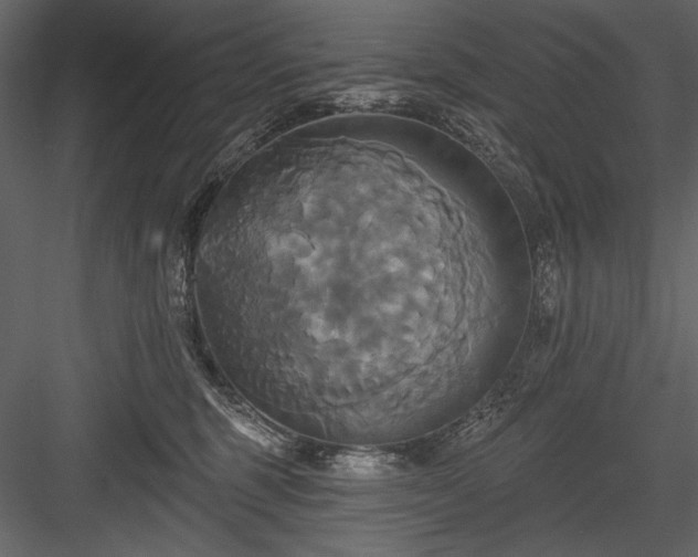 X0000084020375200702232238