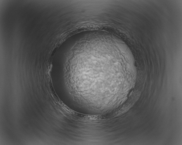 X0000084020624200702232233
