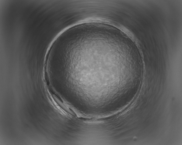 X0000084021296200702232222