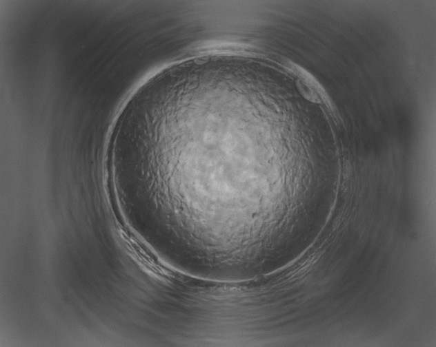 X0000084021435200702232220