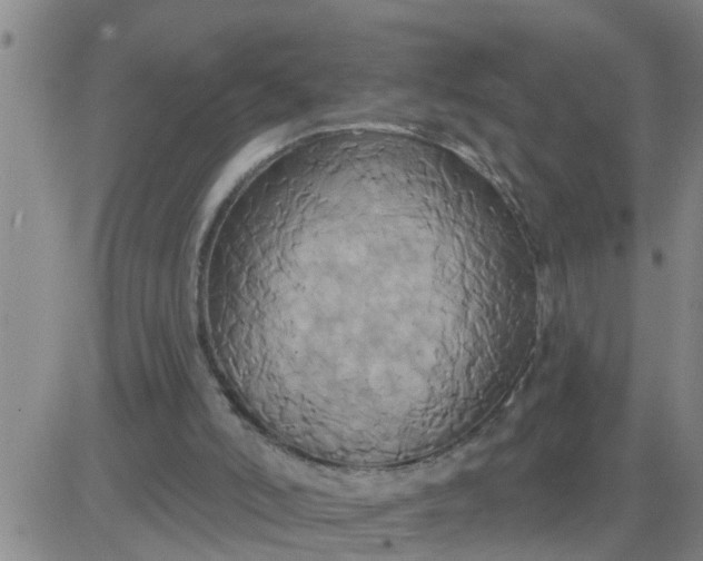 X0000084020006200703022109