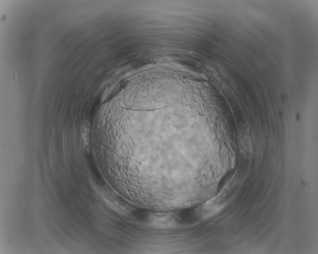 X0000084020175200703022106