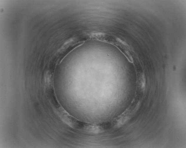 X0000084020276200703022104