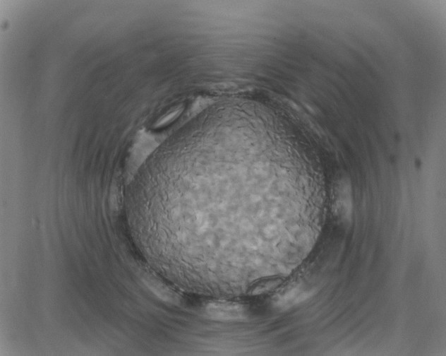 X0000084020515200703022100