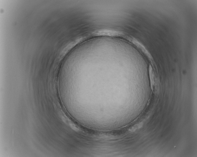 X0000084020529200703022059