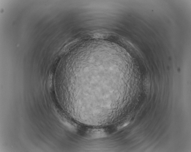 X0000084020554200703022100