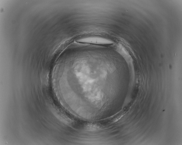 X0000084020596200703022059