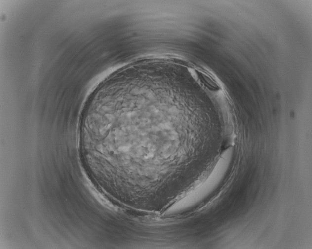 X0000084020795200703022055