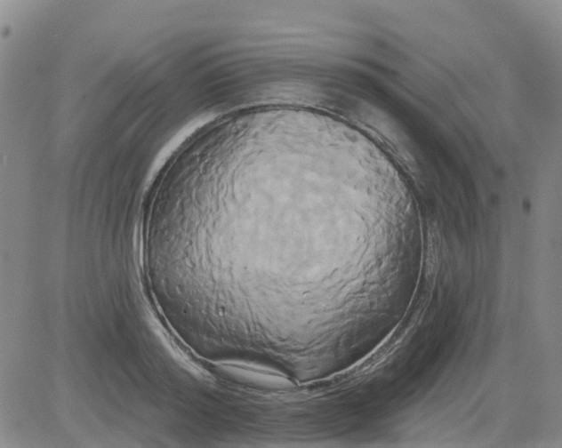 X0000084020796200703022055