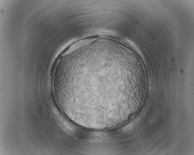 X0000084020835200703022055