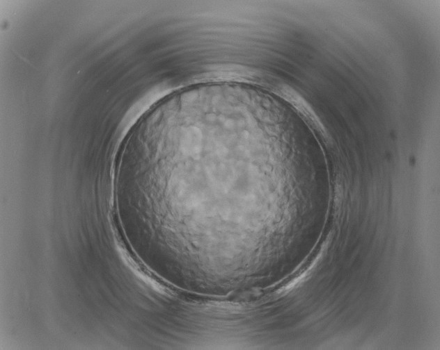 X0000084020844200703022055