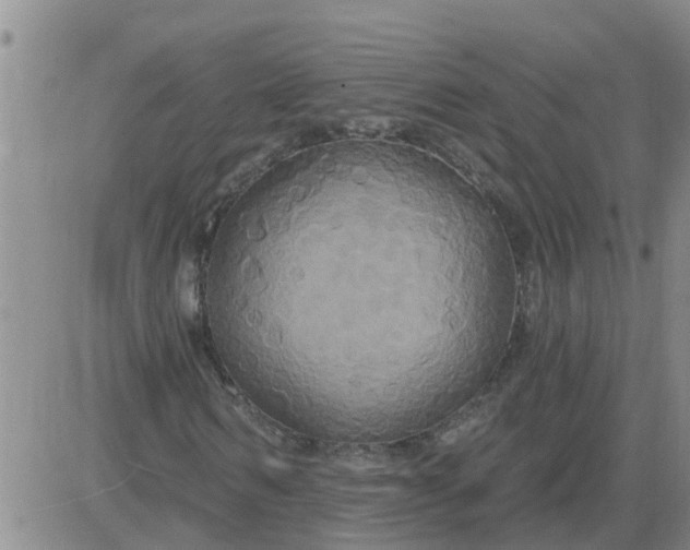 X0000084020962200703022053