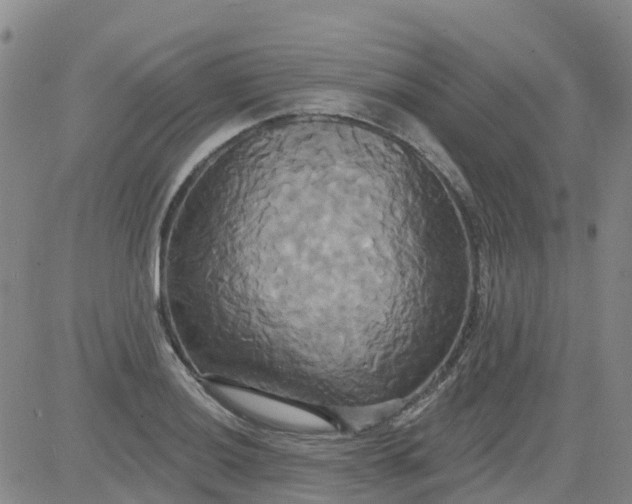 X0000084021036200703022052