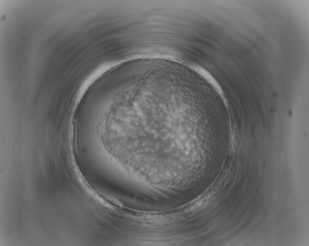 X0000084021096200703022050