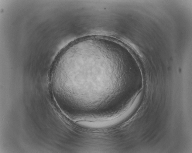 X0000084021264200703022048