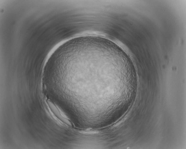 X0000084021296200703022047