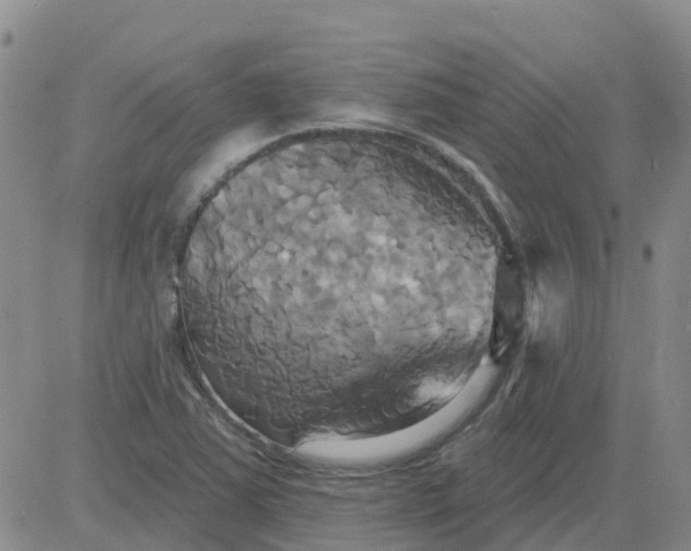 X0000084021363200703022046