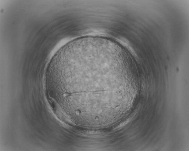 X0000084021375200703022046